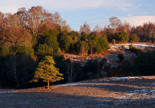 New Forest Landscapes : Acres Down