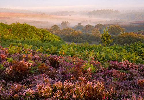 New Forest Landscapes : Akercombe Bottom