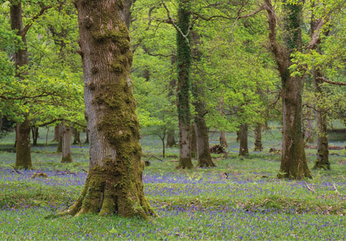 New Forest Landscapes : Amberwood Inclosure in Spring