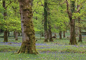 Amberwood Inclosure in Spring image ref 400