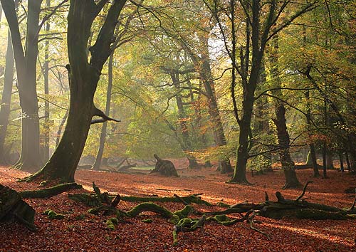 New Forest image: Autumn Beechwood near Burley
