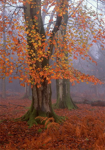 New Forest image: Autumn Beeches in Matley Wood