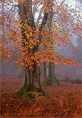 Autumn Beeches in Matley Wood
image ref 348