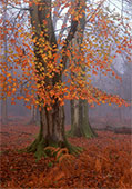 Autumn Beeches in Matley Wood image ref 348