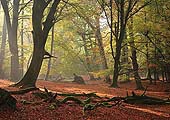 Autumn Beechwood near Burley image ref 253