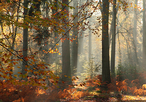 New Forest Landscapes : Autumn Colour in Poundhill Inclosure