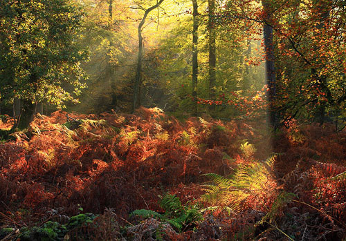 New Forest Landscapes : Autumn Colours in Puckpits Inclosure