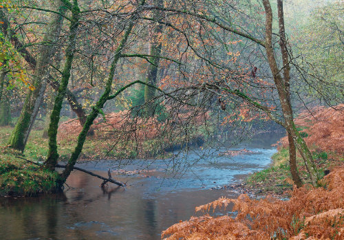 New Forest Landscapes : Blackwater in Autumn