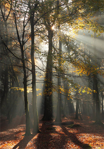 New Forest image: Autumn Sunburst at Rhinefield