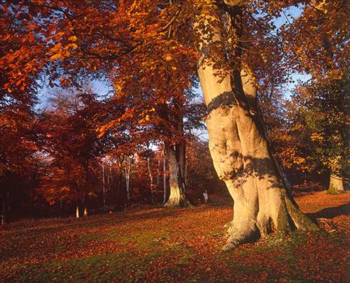 New Forest Landscapes : Mark Ash Wood on a sunny late autumn morning