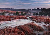 Frost at Backley Bottom image ref 229