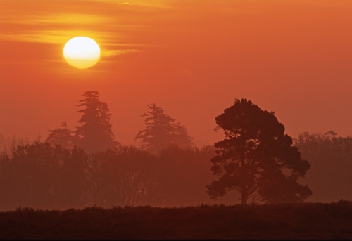 New Forest Landscapes : Dawn at Backley