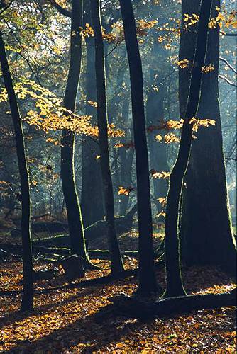 New Forest Landscapes : Backlit Beech Trees in Autumn