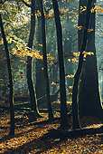 Backlit Beech Trees in Autumn image ref 63