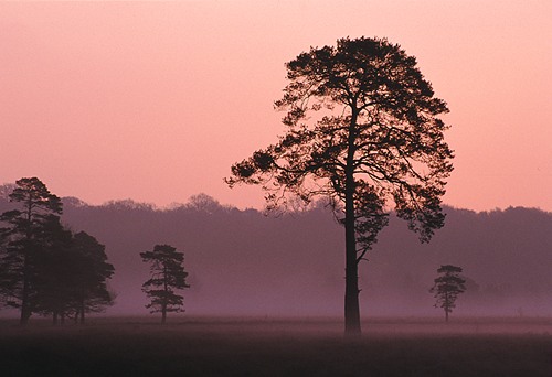 New Forest image: Trees on Beaulieu Heath at Dawn