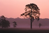 Trees on Beaulieu Heath at Dawn image ref 11