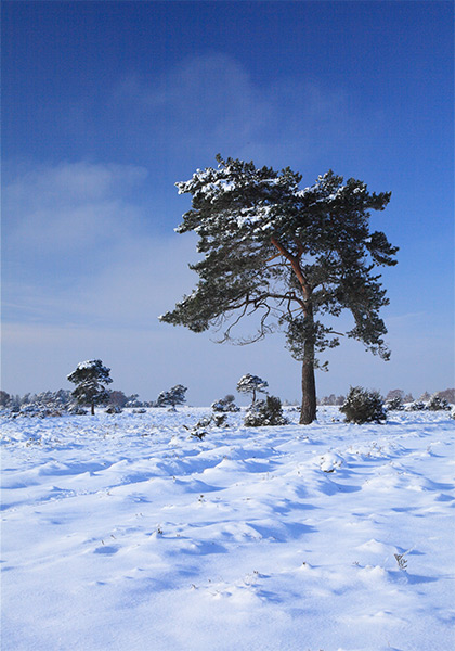 New Forest Landscapes : Snow on Beaulieu Heath