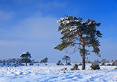 Beaulieu Heath in the Snow image ref 330