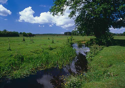 New Forest Landscapes : The Beaulieu River at Longwater Lawn