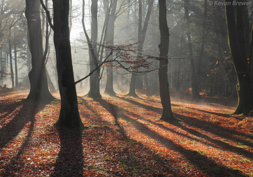 New Forest Landscapes : Beeches and Shadows