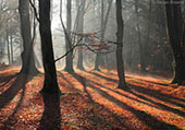 Beeches and Shadows image ref 386