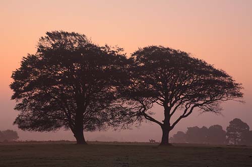 New Forest Landscapes : Deer and Beech Trees at Dawn