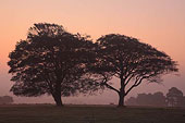 Deer and Beech Trees at Dawn image ref 294