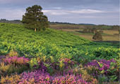 Heather and Bracken at Holmsley image ref 406