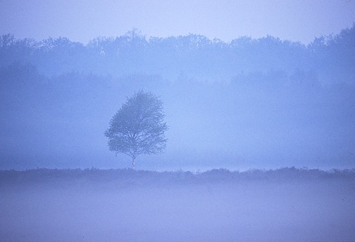 New Forest Landscapes : Lone Tree before Sunrise