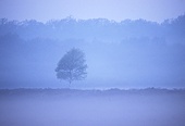 Lone Tree before Sunrise image ref 87