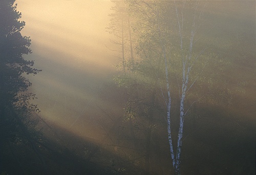 New Forest Landscapes : Birch Tree and Sunrays