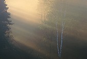 Birch Tree and Sunrays image ref 55