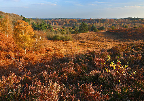 New Forest Landscapes : View from Backley Plain