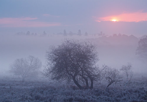 New Forest Landscapes : Frosty Dawn at Blackensford Bottom