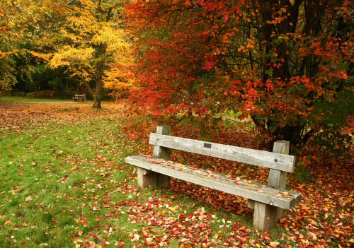 New Forest Landscapes : Autumn in Blackwater Arboretum