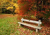Autumn in Blackwater Arboretum image ref 192
