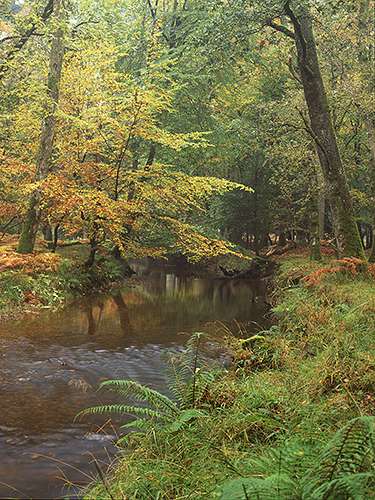New Forest Landscapes : Black Water at Rhinefield in Autumn