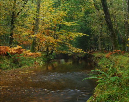 New Forest Landscapes : Black Water at Rhinefield in Autumn