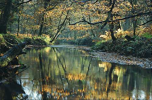 New Forest Landscapes : Blackwater Reflections