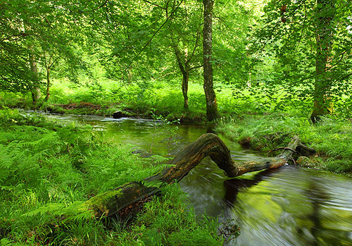 New Forest image: Fallen Log over Black Water