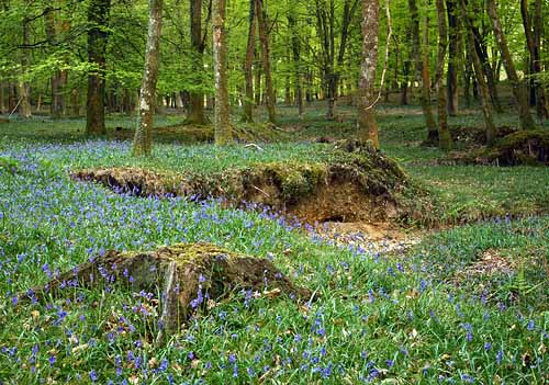 Bluebells in Broomy Inclosure
image ref 183 New Forest Landscapes : Bluebells in Broomy Inclosure