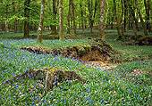 Bluebells in Broomy Inclosure image ref 183