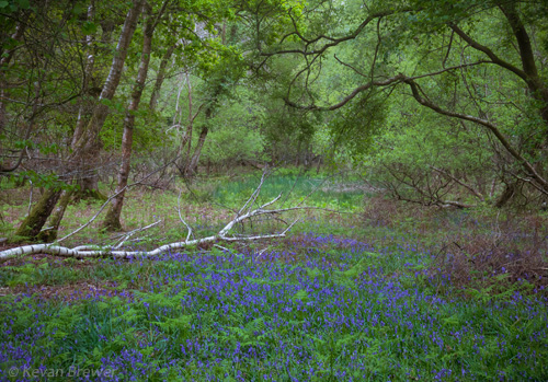 New Forest Landscapes : Bluebells in Roydon Woods