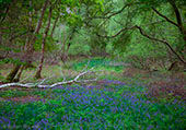 Bluebells in Roydon Woods image ref 380