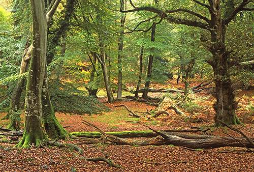 New Forest Landscapes : Early Autumn in Bolderwood
