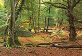 Early Autumn in Bolderwood image ref 174