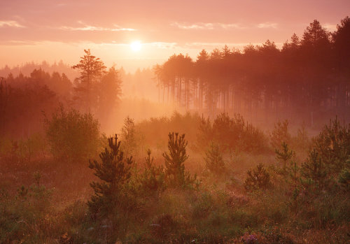 New Forest Landscapes : Sunrise at Bolderwood Walk