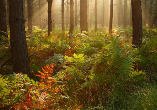 New Forest image: Turning Bracken in North Oakley Inclosure