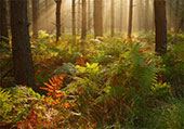 Turning Bracken in North Oakley Inclosure
image ref 318