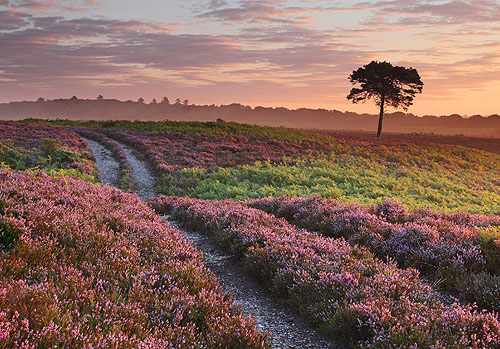 New Forest Landscapes : Sunrise over Bratley Plain